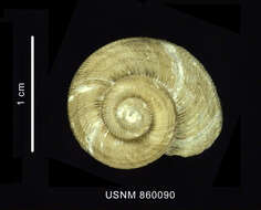 Image of Calliotropis lateumbilicata Dell 1990