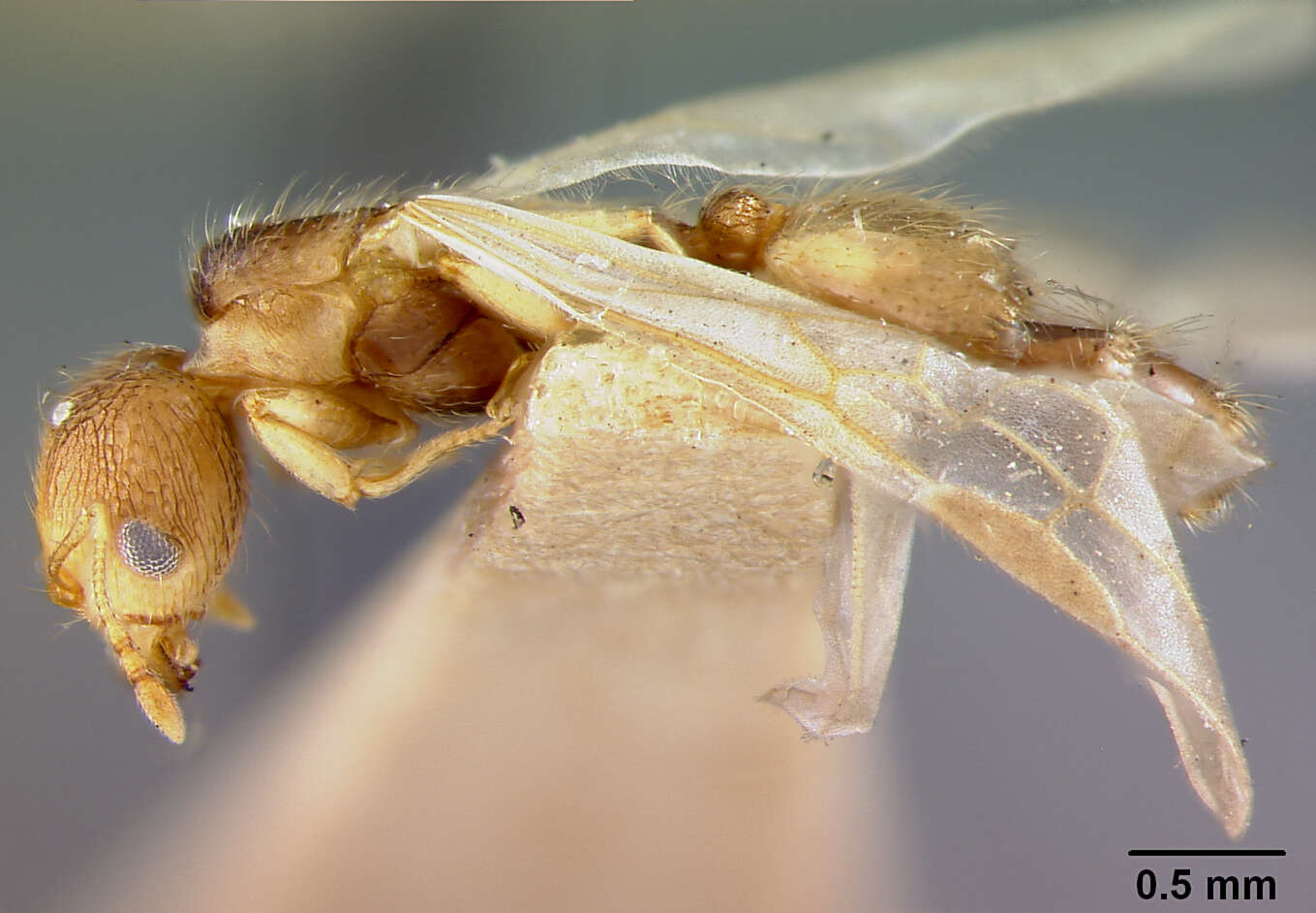 Image of Pheidole nindi Mann 1919