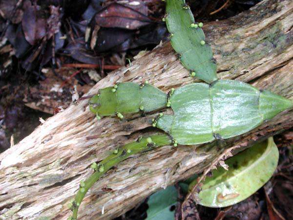 Image of Kauai korthal mistletoe