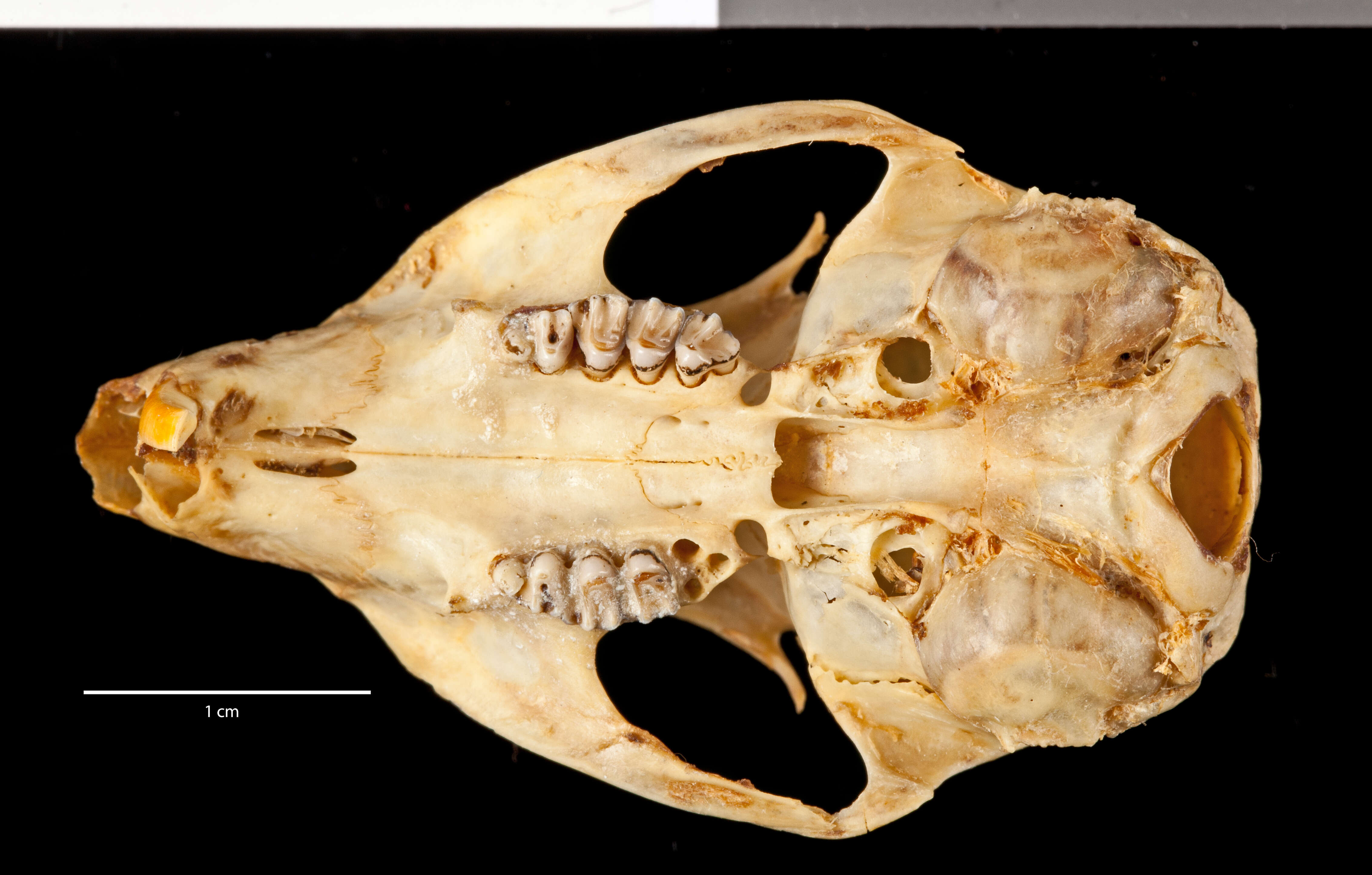 Callospermophilus madrensis (Merriam 1901) resmi