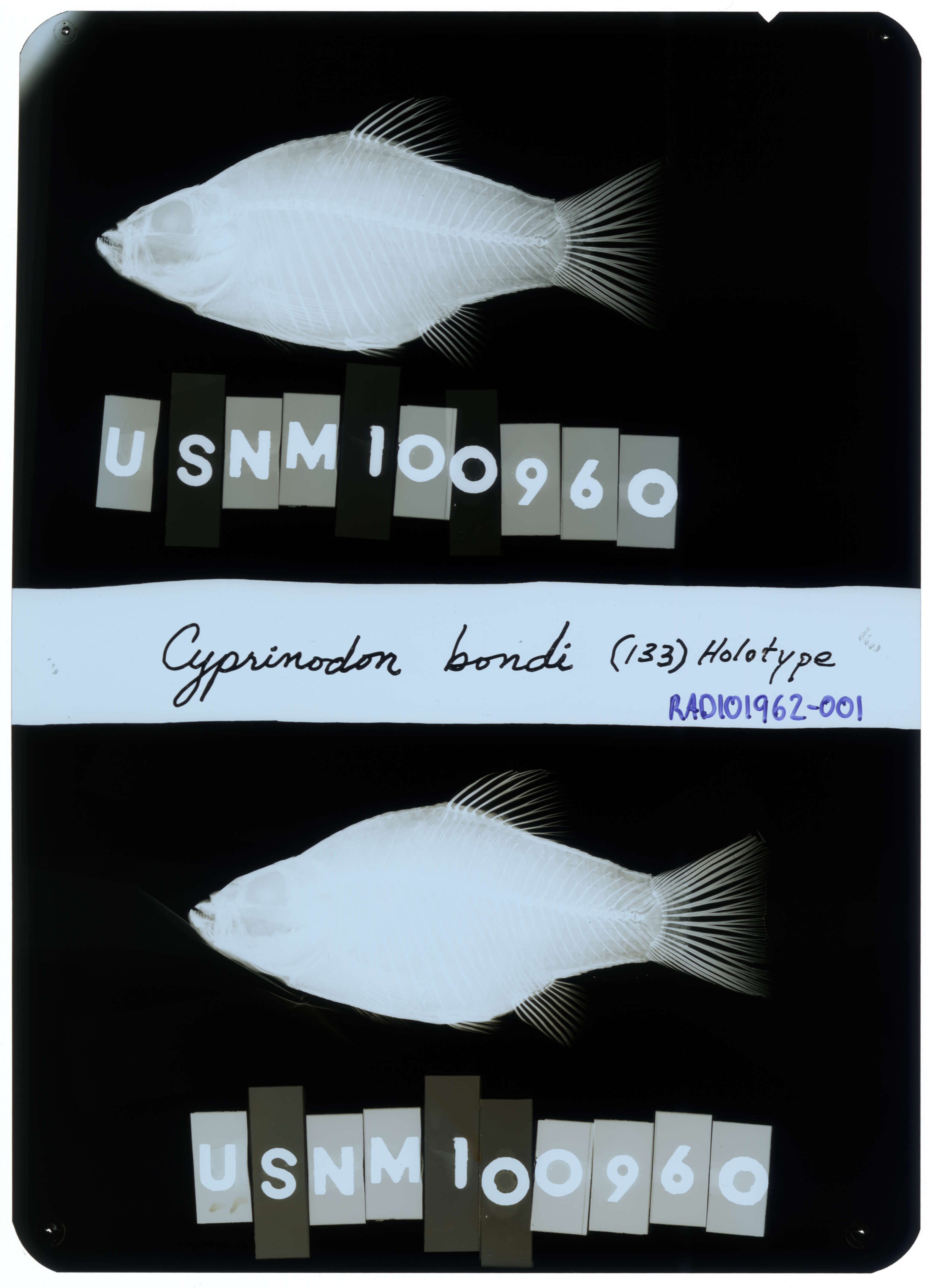 Image de Cyprinodon bondi Myers 1935