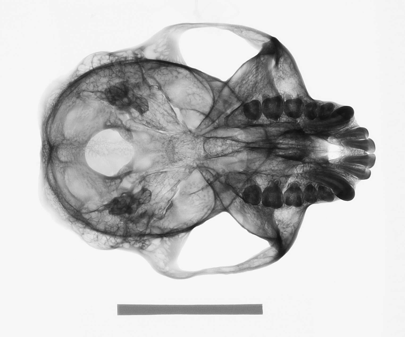 Image of Trachypithecus cristatus cristatus (Raffles 1821)