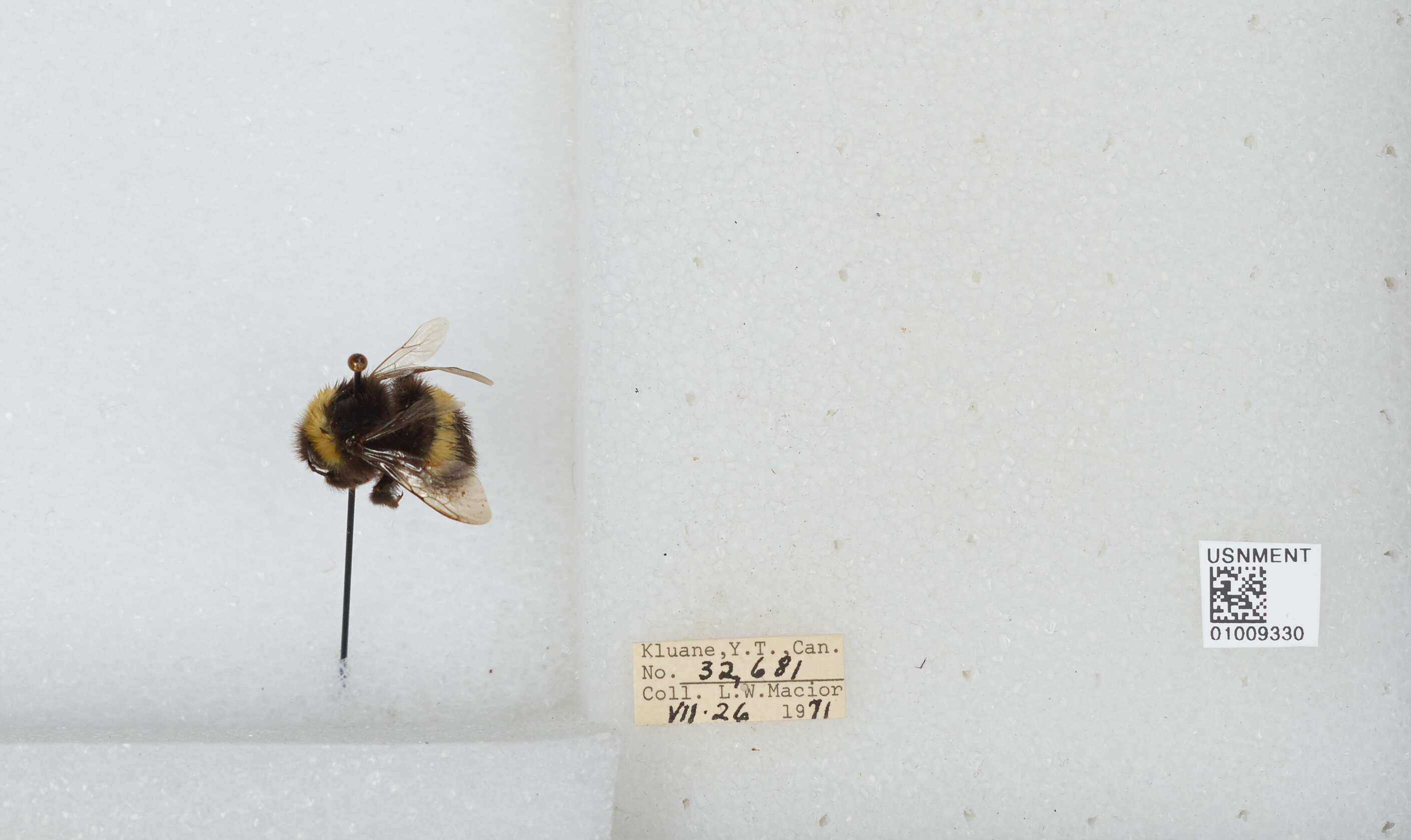 Image of White-tailed bumblebee