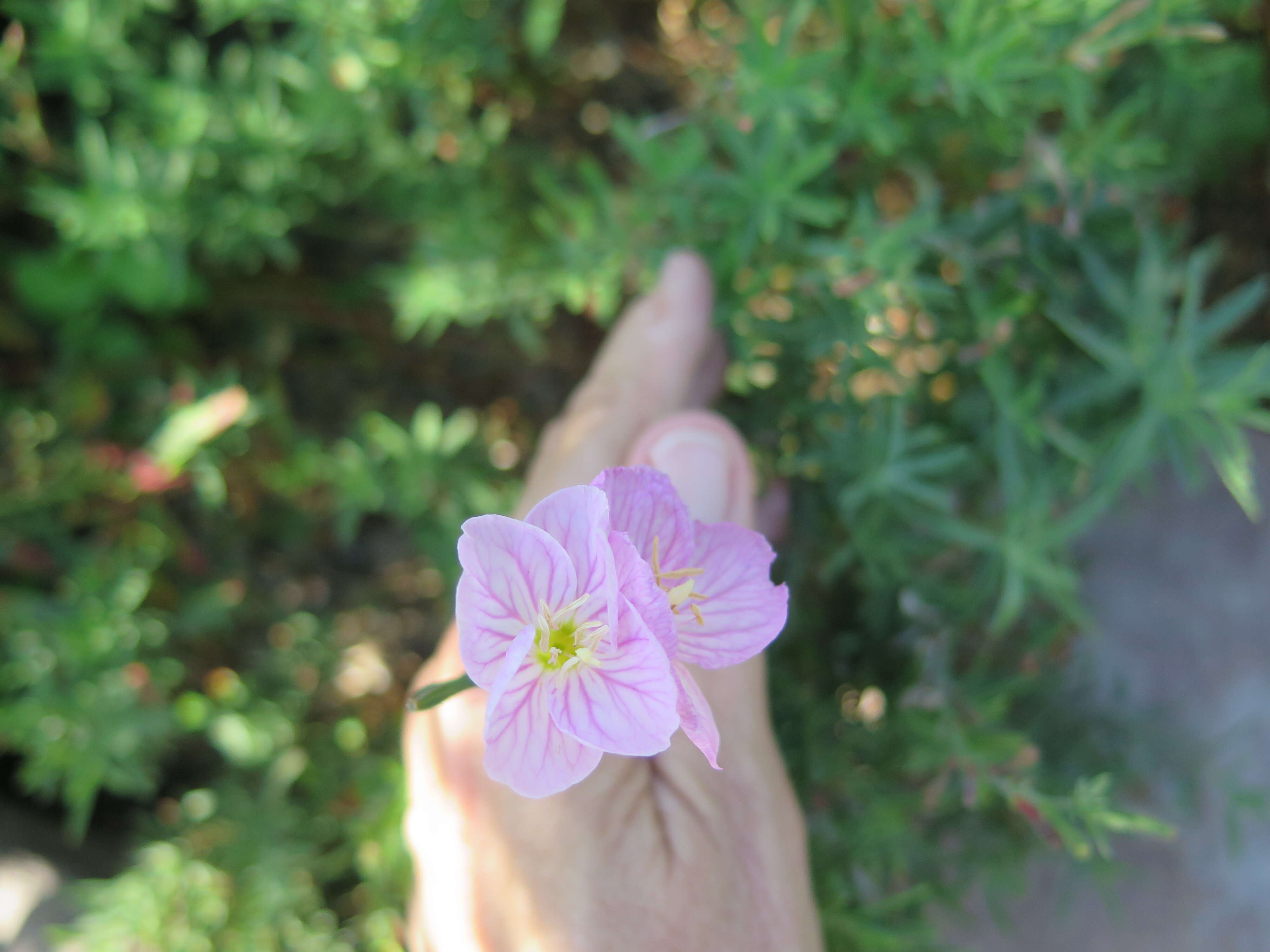 Imagem de Oenothera speciosa Nutt.