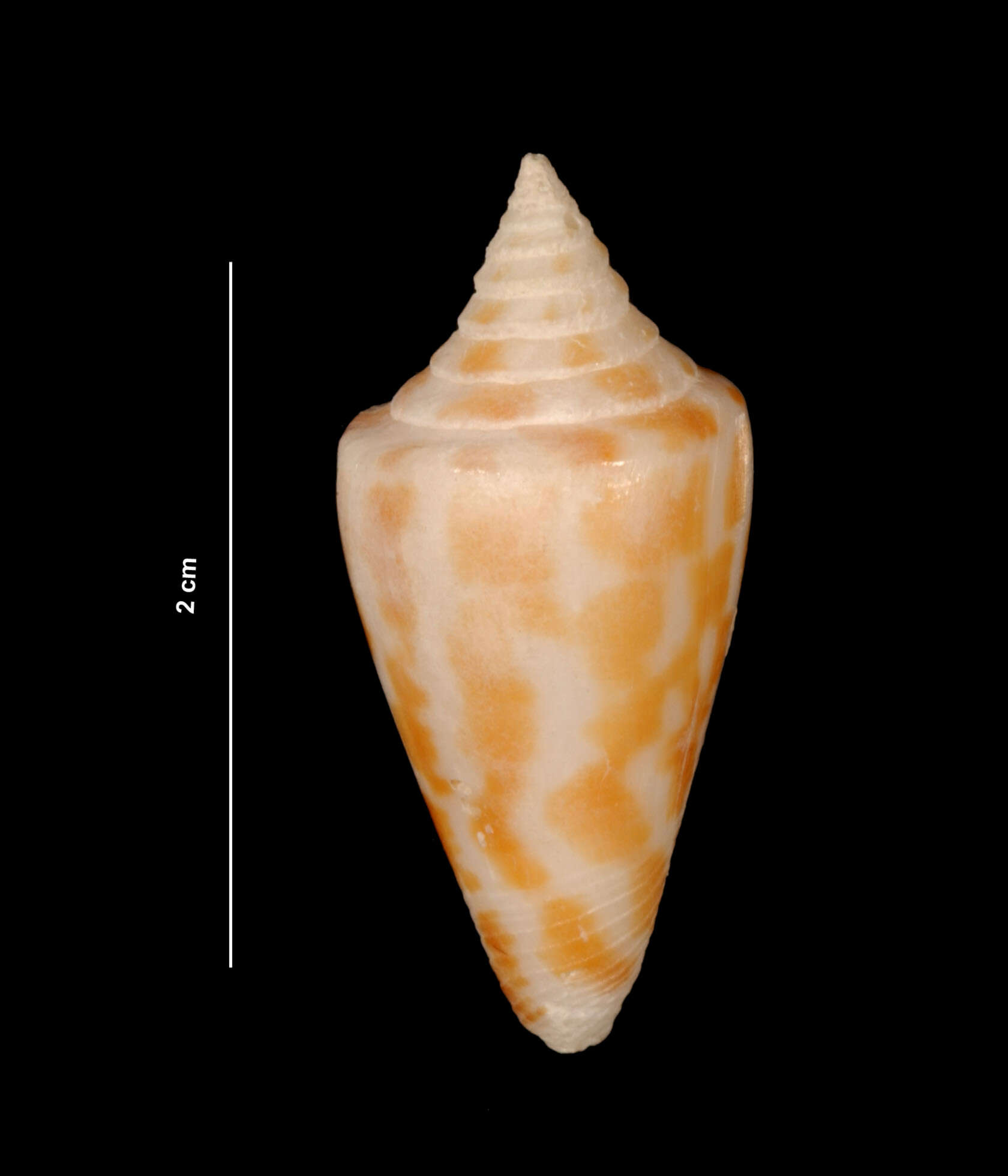 Imagem de Conus floridanus Gabb 1869