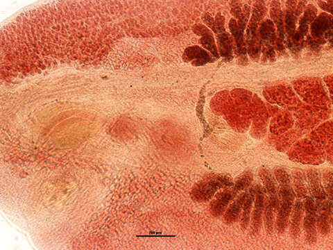 Image of Acanthocotyle pacifica Bonham & Guberlet 1938