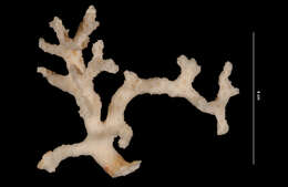 Image of star coral
