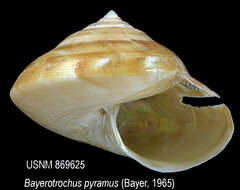 Image de Bayerotrochus pyramus (Bayer 1967)