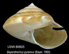 Image of Bayerotrochus pyramus (Bayer 1967)