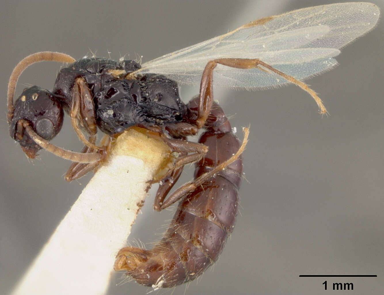 Image of Acanthostichus texanus Forel 1904