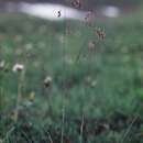 Image of Leiberg's Blue Grass