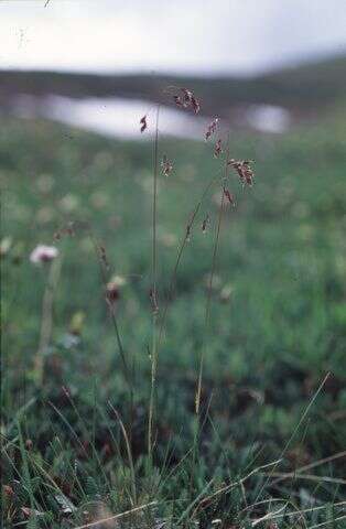 Image of Leiberg's Blue Grass