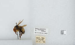 Bombus flavifrons Cresson 1864的圖片