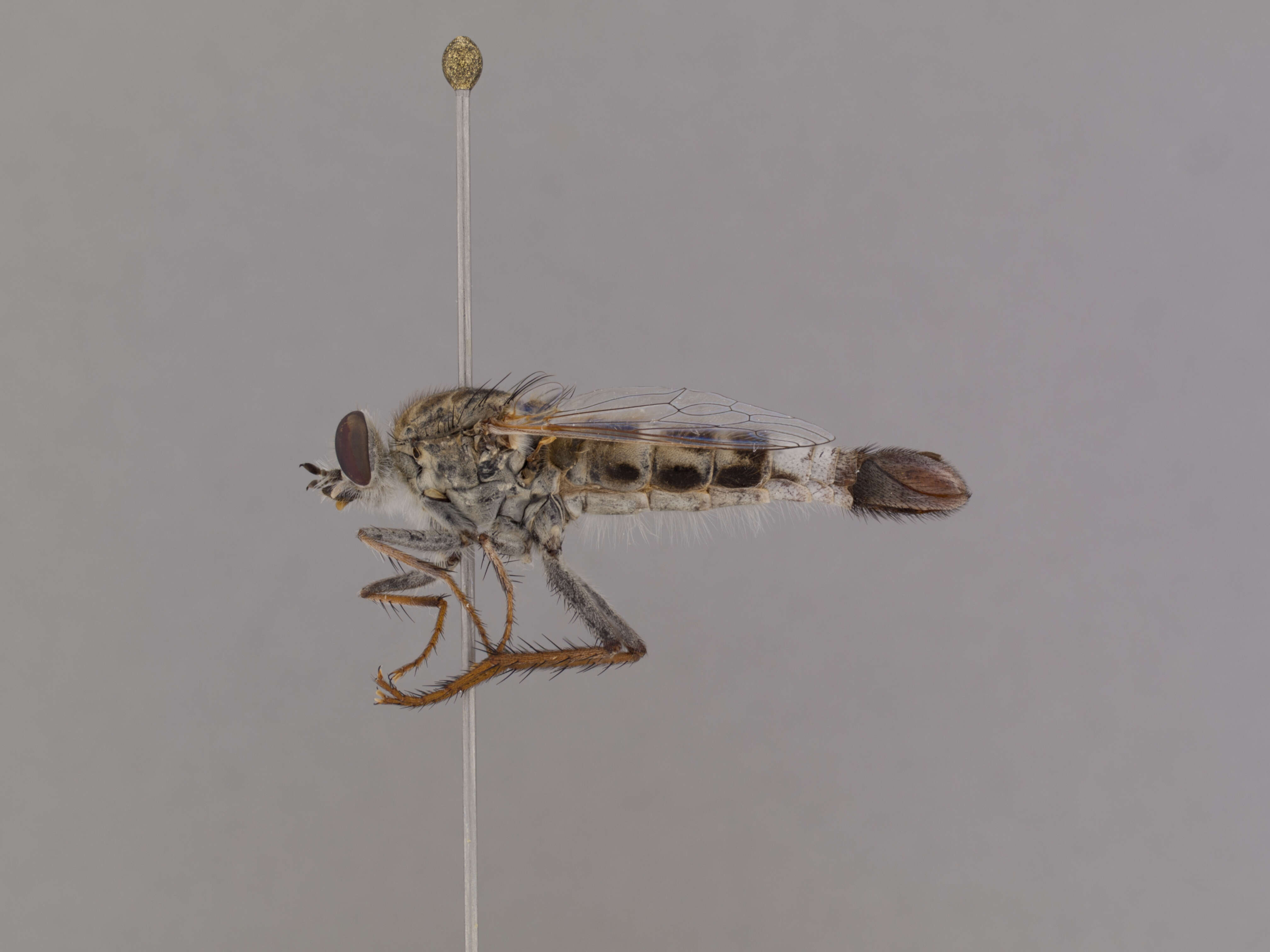 Image of Apiocera parkeri Cazier 1941