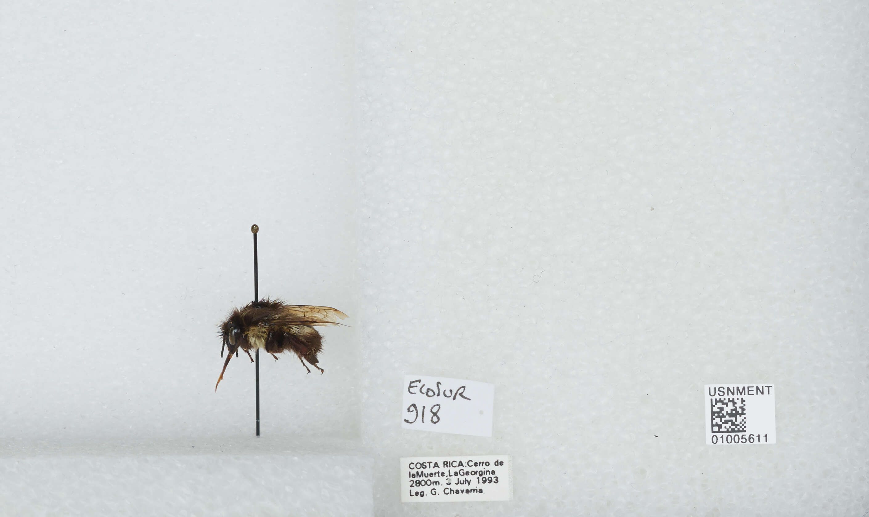 Image of Bombus ephippiatus Say 1837