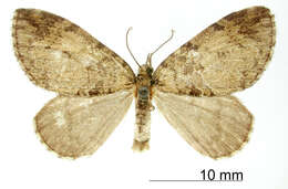 Image of Hydriomena ciniana Schaus 1922