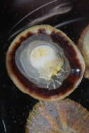 Image of Spiny cup and saucer shell