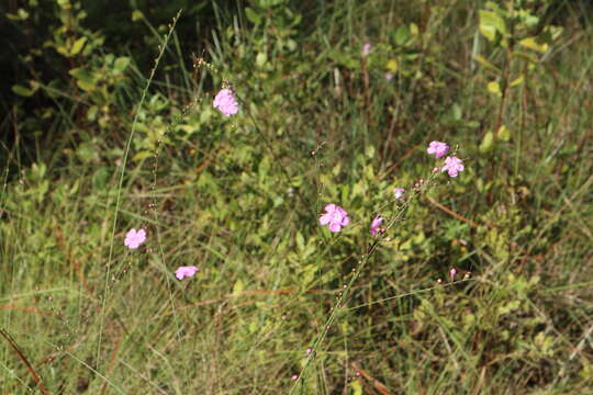 Image of Ten-Lobe False Foxglove