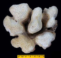 Image of Encrusting Sandpaper Coral