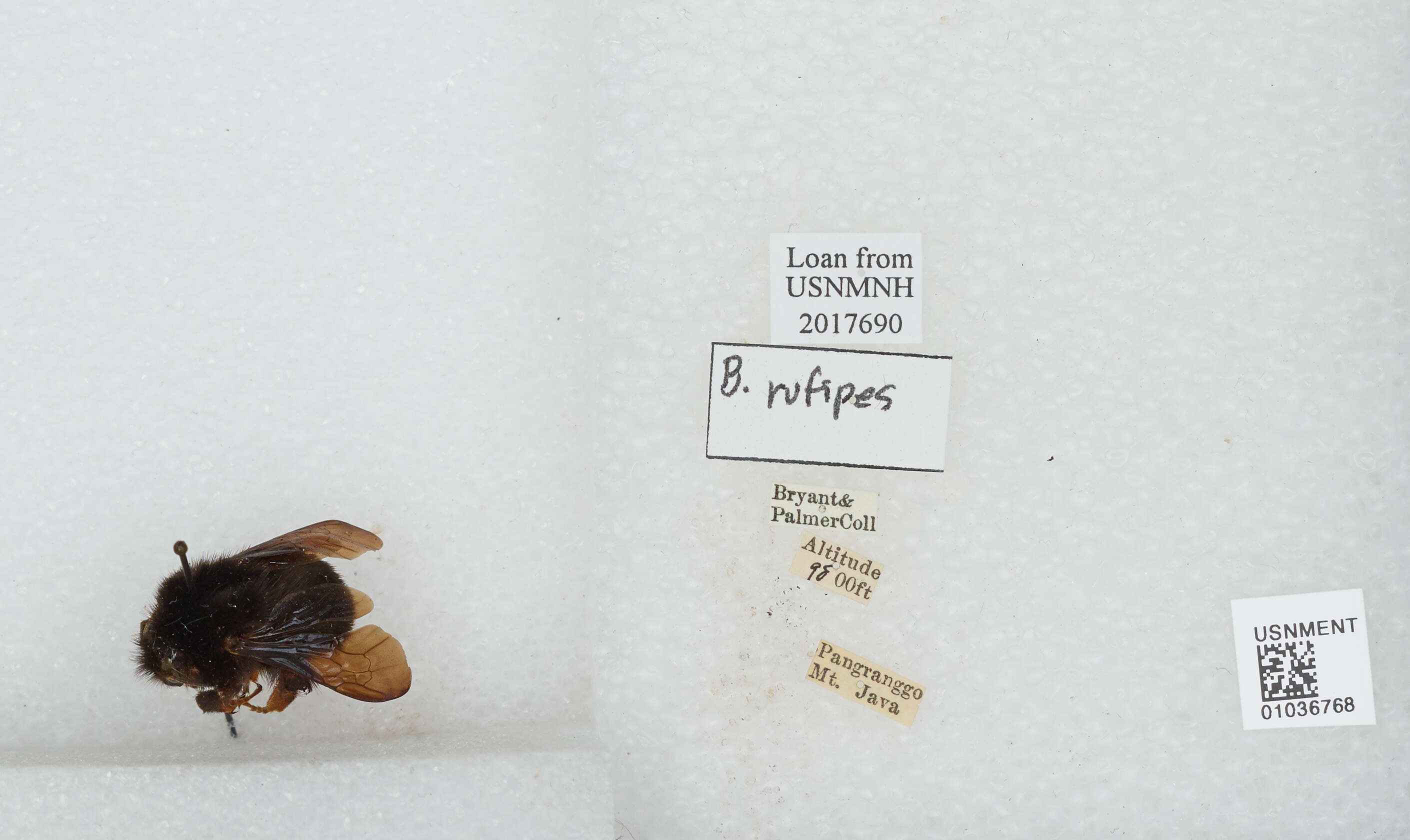 Image of Bombus rufipes Lepeletier 1836