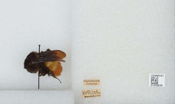 Image of Bombus haemorrhoidalis Smith 1852