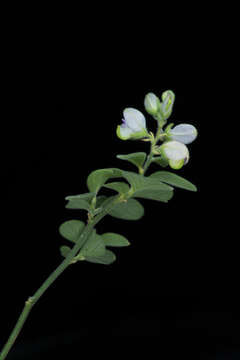 Image of Hebecarpa velutina (C. Presl) J. R. Abbott & J. F. B. Pastore