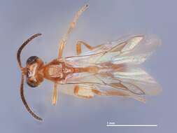 Image of Microctonus Wesmael 1835