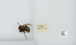 Image de Bombus insularis (Smith 1861)