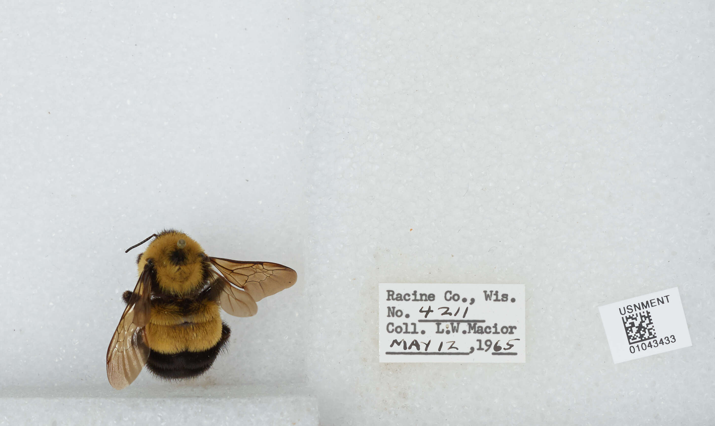 Слика од Bombus affinis Cresson 1864