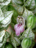 Image of squirrel's tail