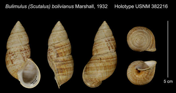 Image of <i>Bulimulus bolivianus</i> Marshall
