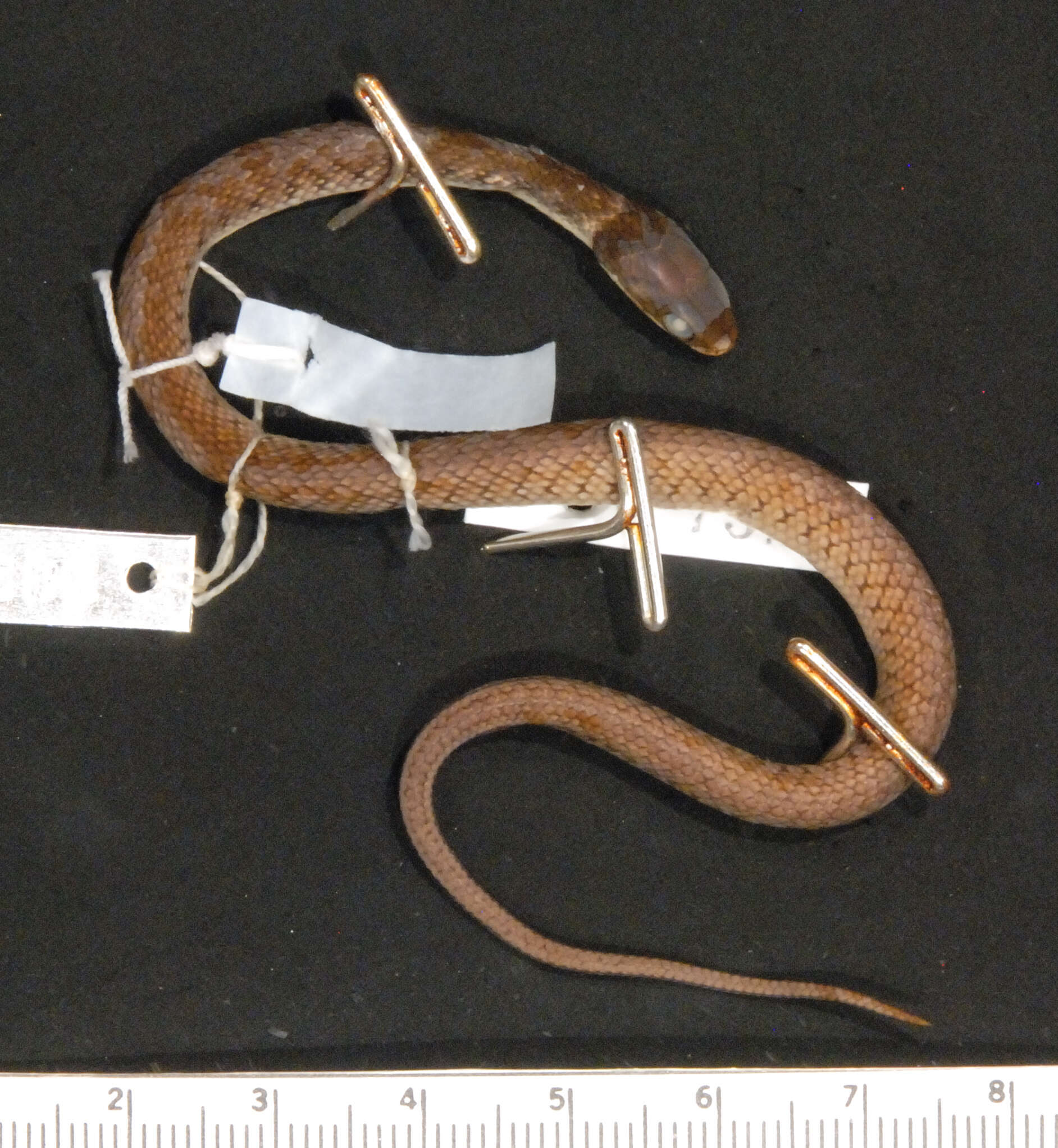 Image of Royal Ground Snake