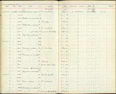 Plancia ëd Capsiempis flaveola cerula Wetmore 1939