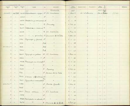 Image of Capsiempis flaveola cerula Wetmore 1939