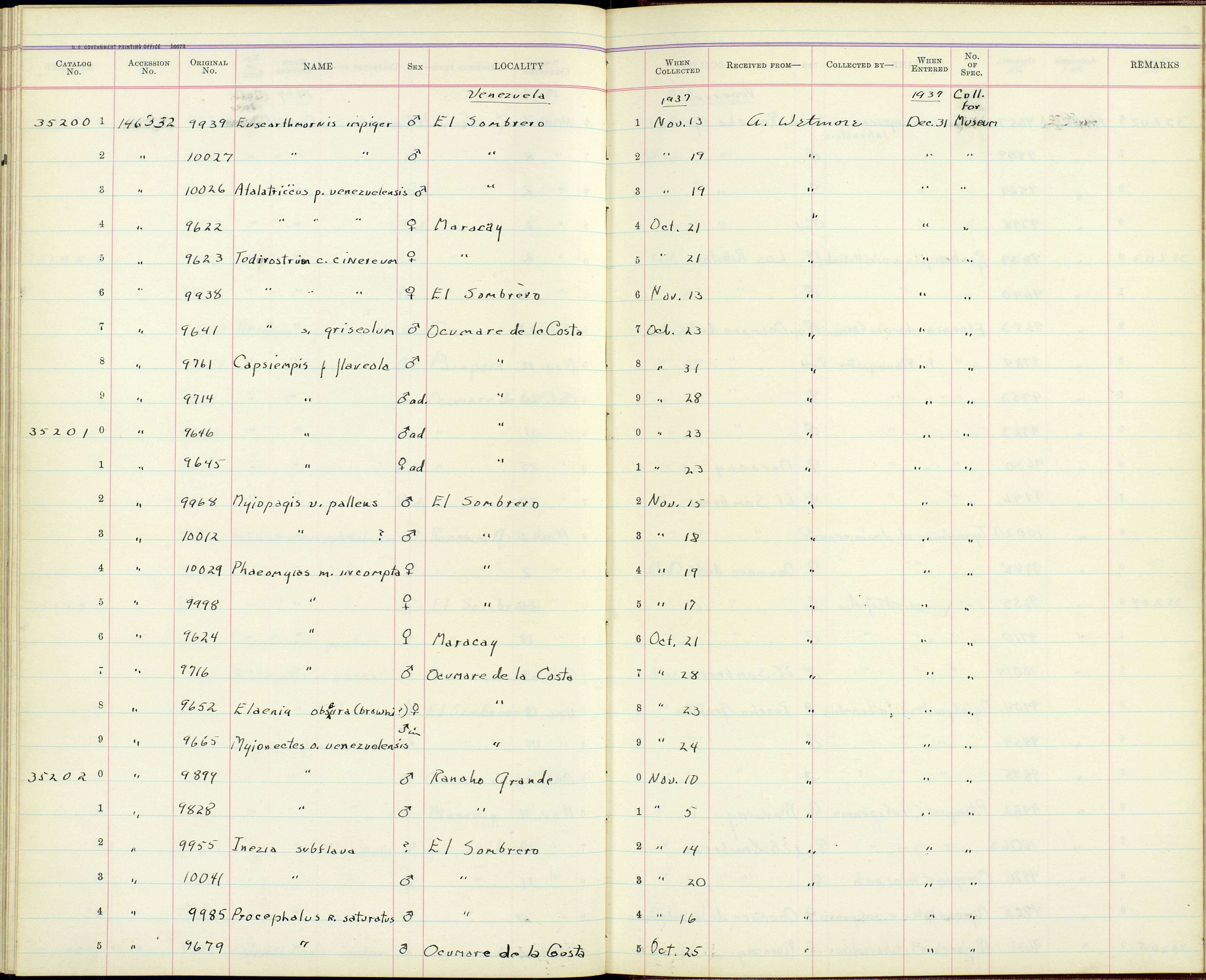 Plancia ëd Capsiempis flaveola cerula Wetmore 1939