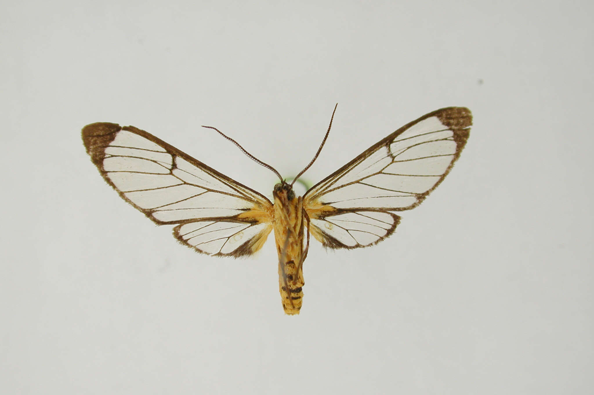 Image of Mesothen aurata Dognin