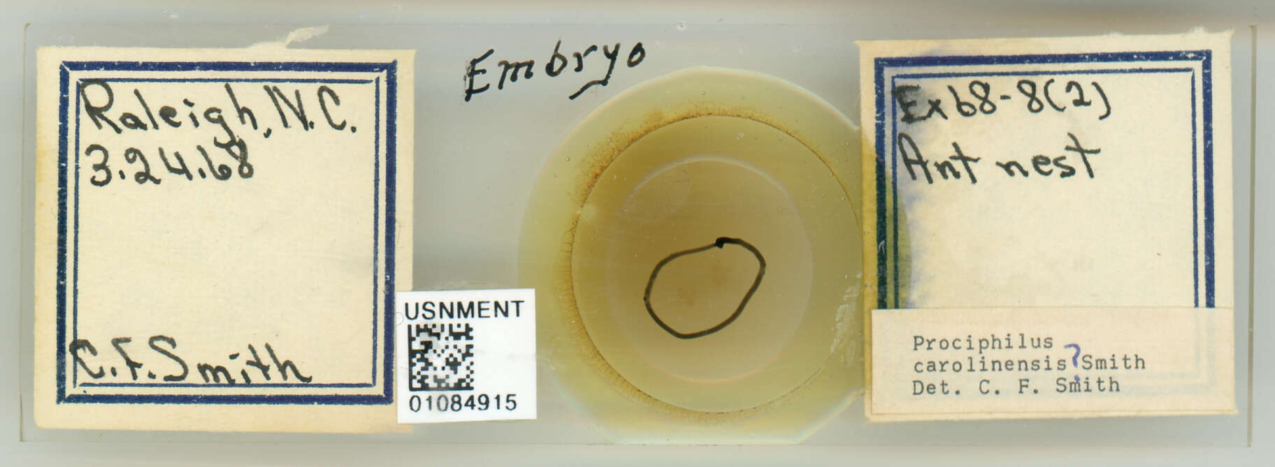 Image of Prociphilus (Prociphilus) carolinensis Smith & C. F. 1969