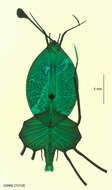 Image of Panulirus White 1847