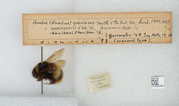 Image of Bombus ignitus Smith 1869