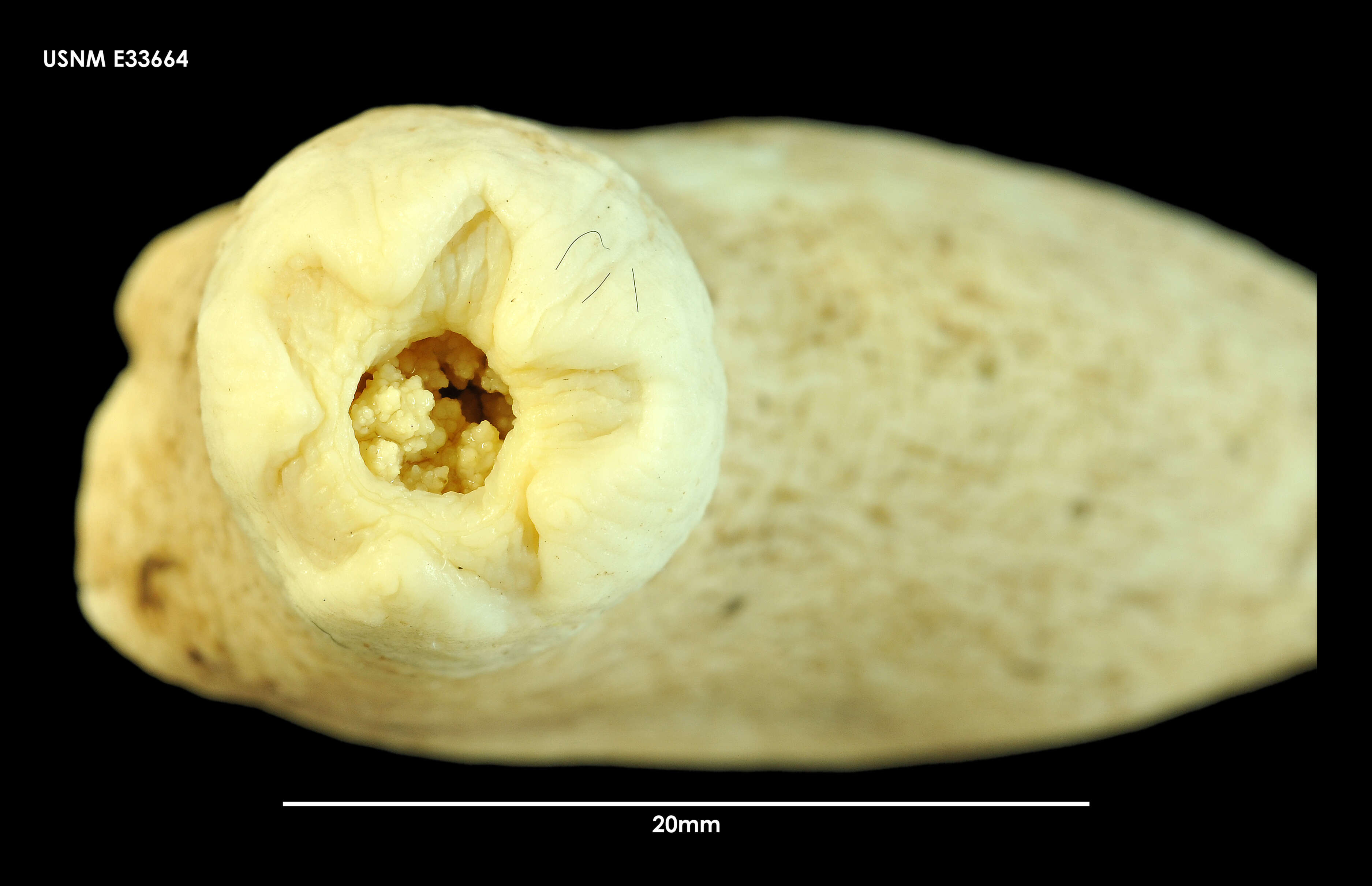 Imagem de Echinopsolus koehleri (Vaney 1914)