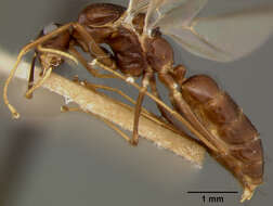 Plancia ëd Camponotus maudella seemanni Mann 1921