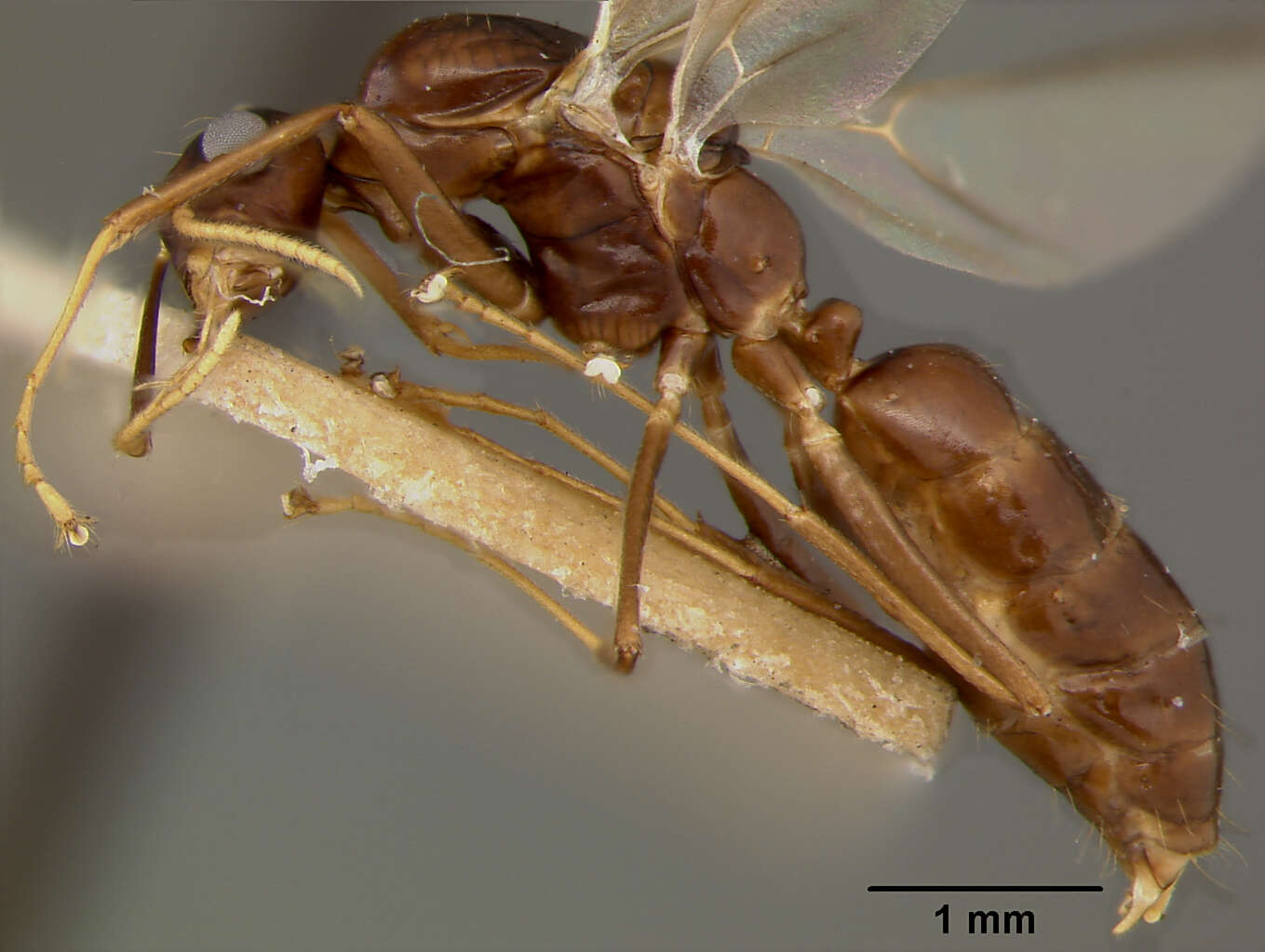 Plancia ëd Camponotus maudella seemanni Mann 1921