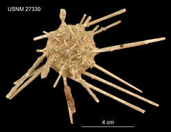 Image of Stereocidaris leucacantha A. Agassiz & H. L. Clark 1907