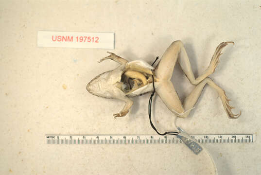 Image of Lithobates magnaocularis (Frost & Bagnara 1974)