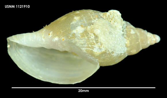 Image of Paradmete fragillima (R. B. Watson 1882)