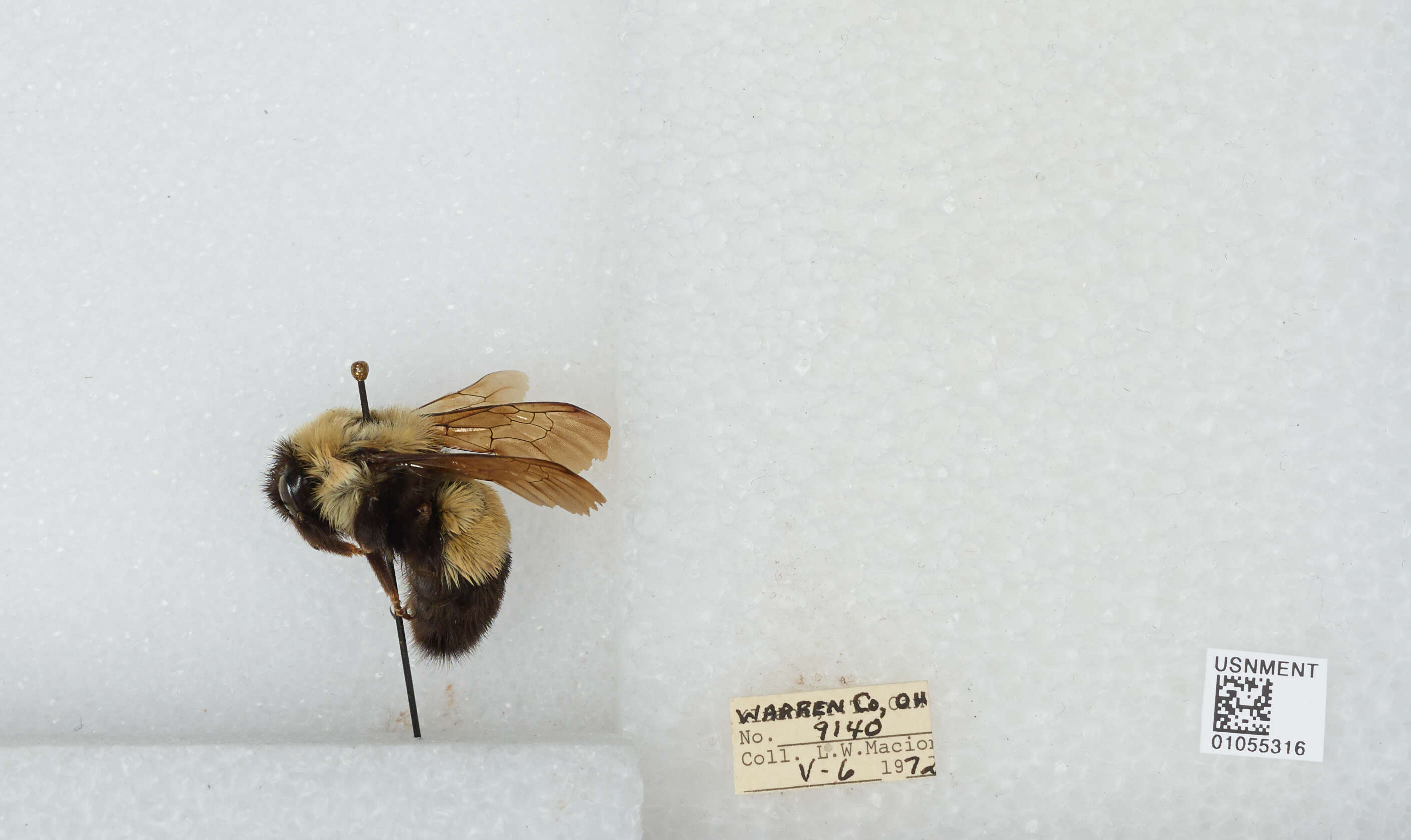 Слика од Bombus affinis Cresson 1864