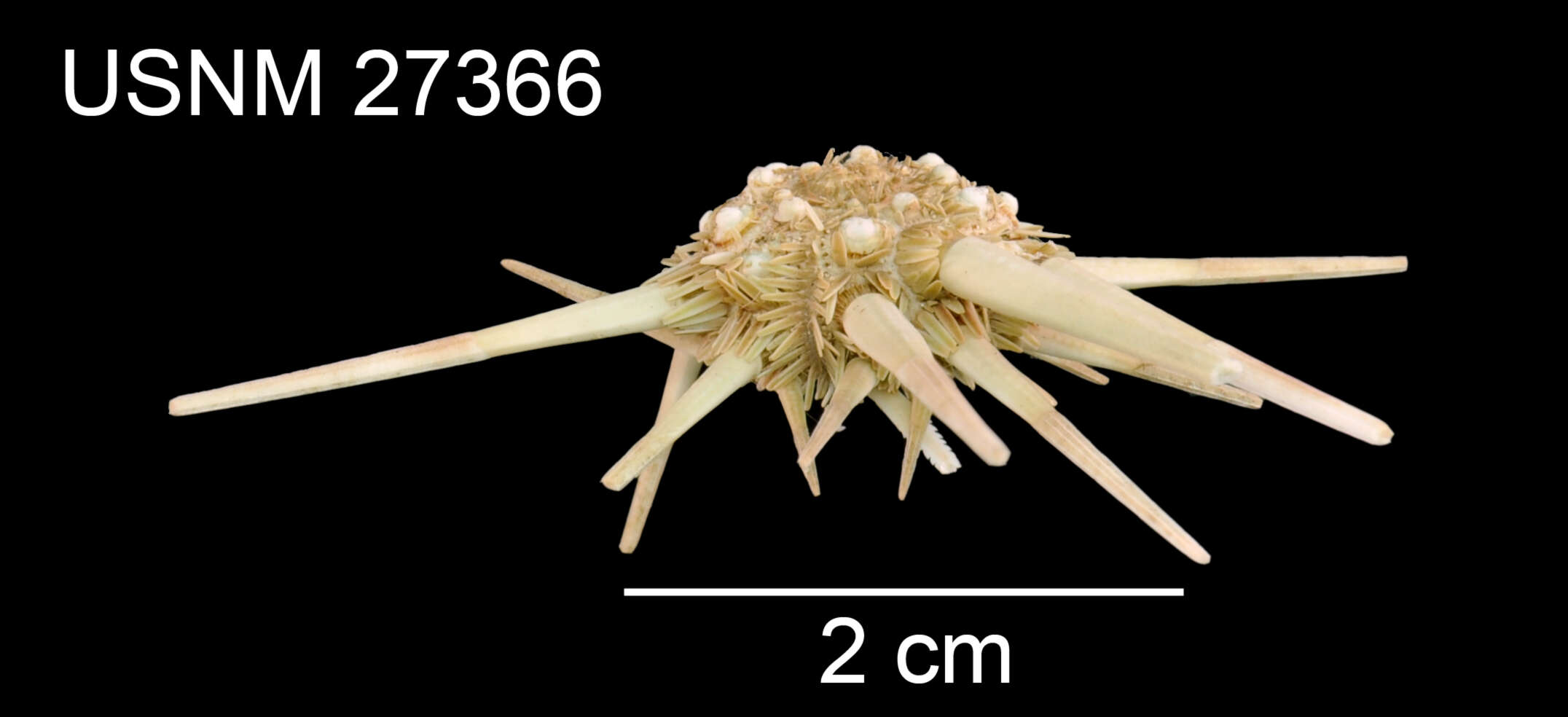 Image of Acanthocidaris hastigera A. Agassiz & H. L. Clark 1907