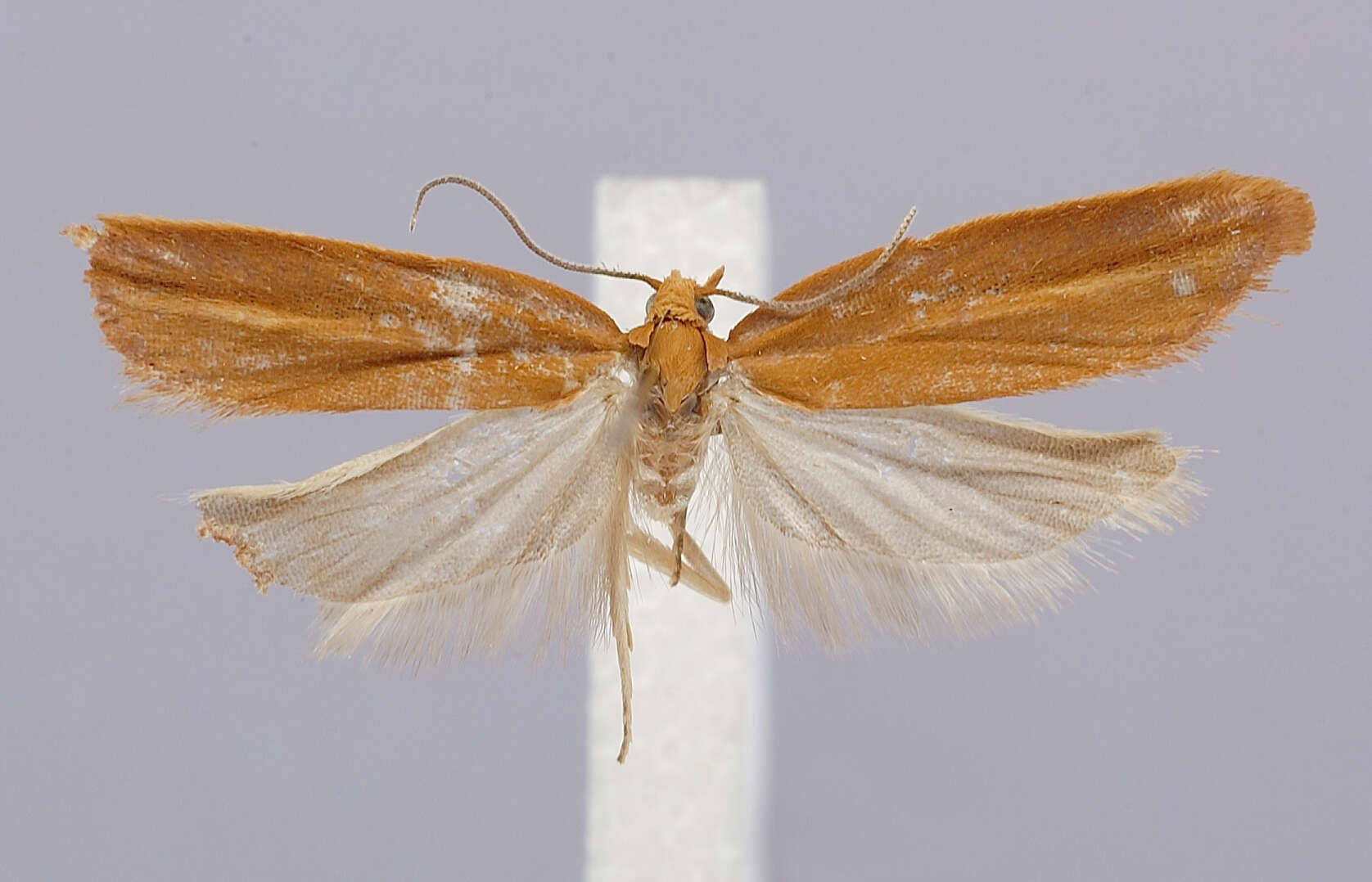 Image of Acleris hohuanshana Kawabe 1989