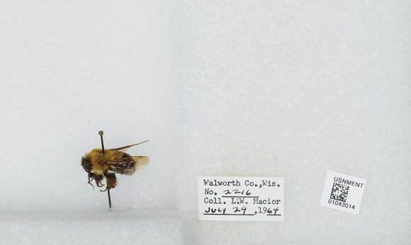 صورة Bombus bimaculatus Cresson 1864