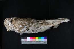 Image of Strix uralensis hondoensis (Clark & AH 1907)